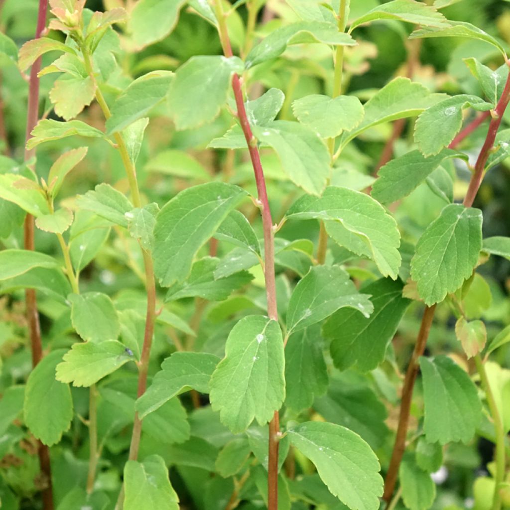 Espireia Halward's Silver - Spiraea nipponica