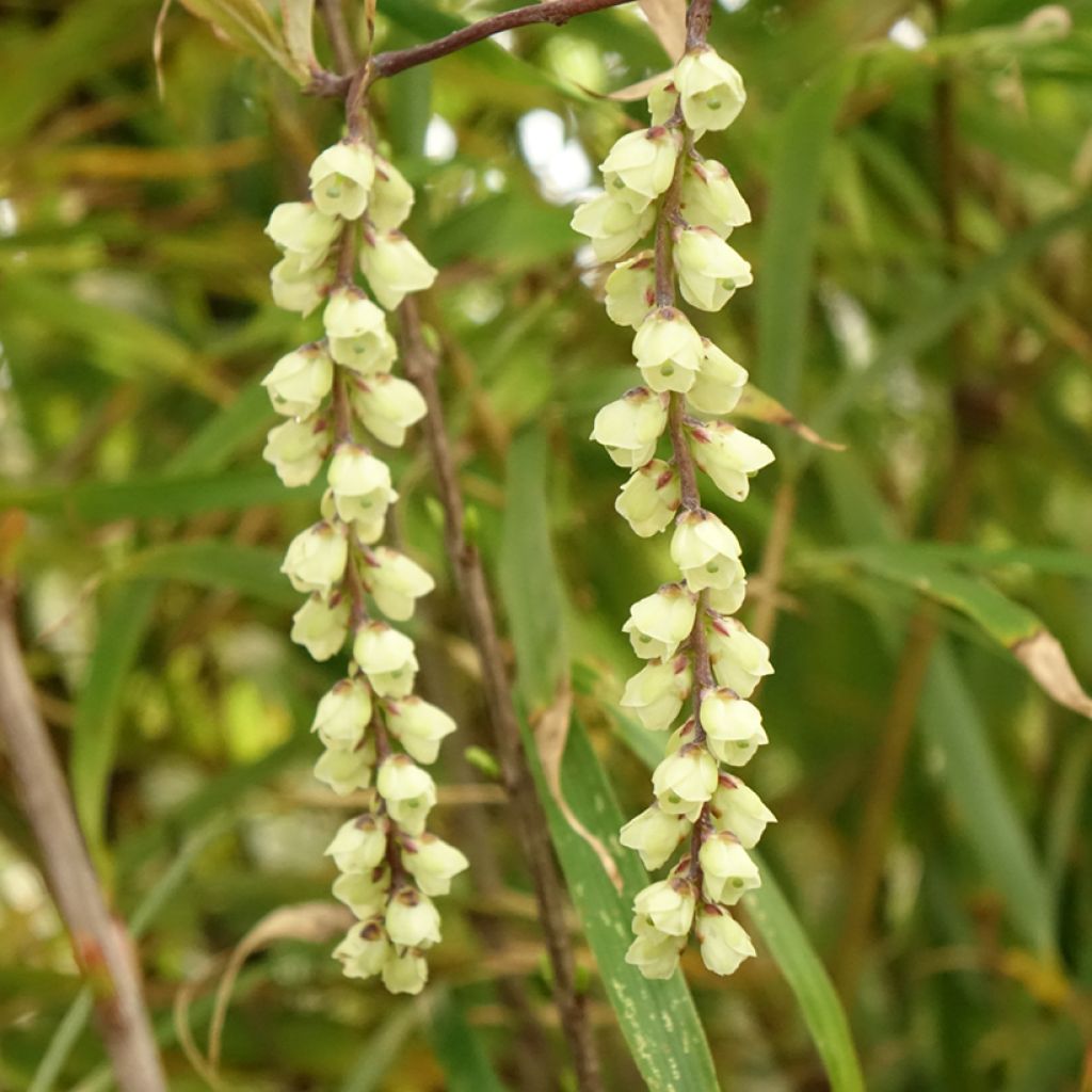 Stachyurus chinensis Joy Forever - Chinese staartaar