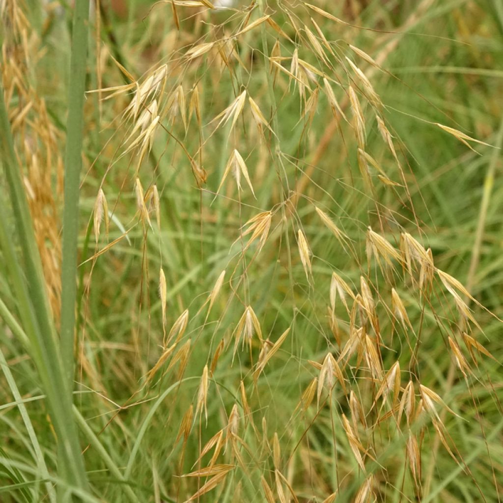 Stipa gigantea