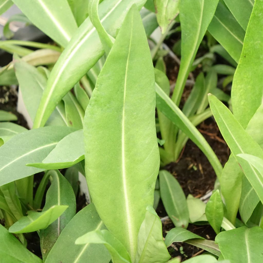 Stokesia laevis Alba