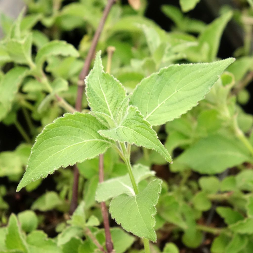 Strobilanthes attenuata Blue Carpet