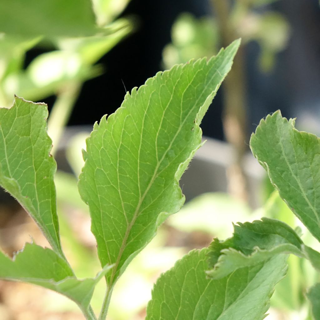 Sambucus nigra var. albida