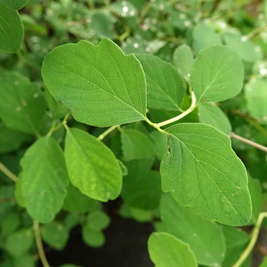 Symphoricarpos doorenbosii White Hedge