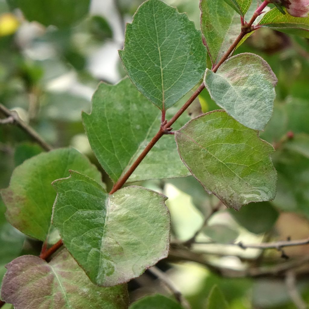 Symphoricarpos orbiculatus Symphony Rumble
