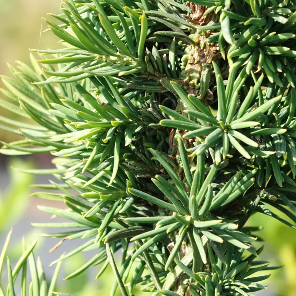 Taxus baccata Cristata