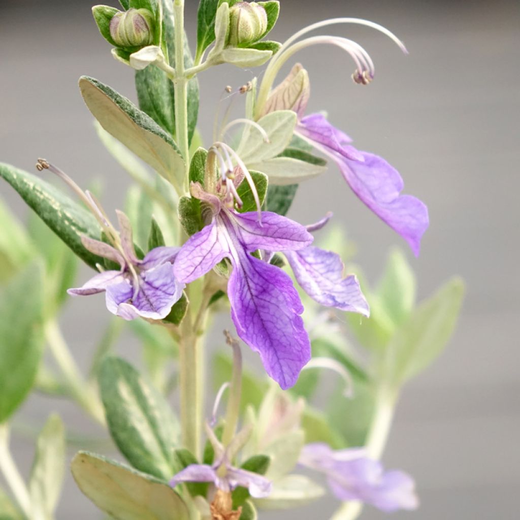 Teucrium fruticans Selection Erecta