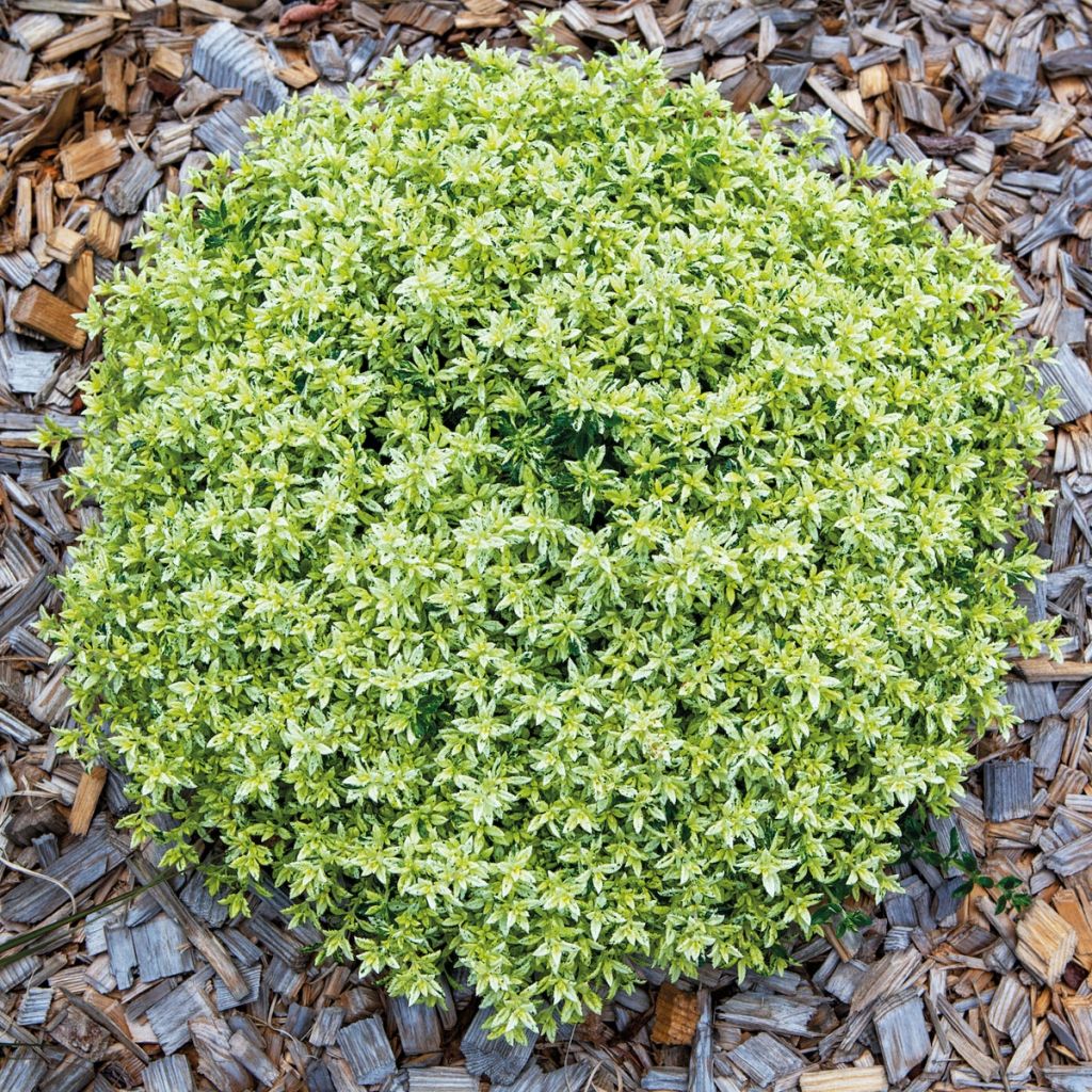 Teucrium lucidrys Lucky Gold 