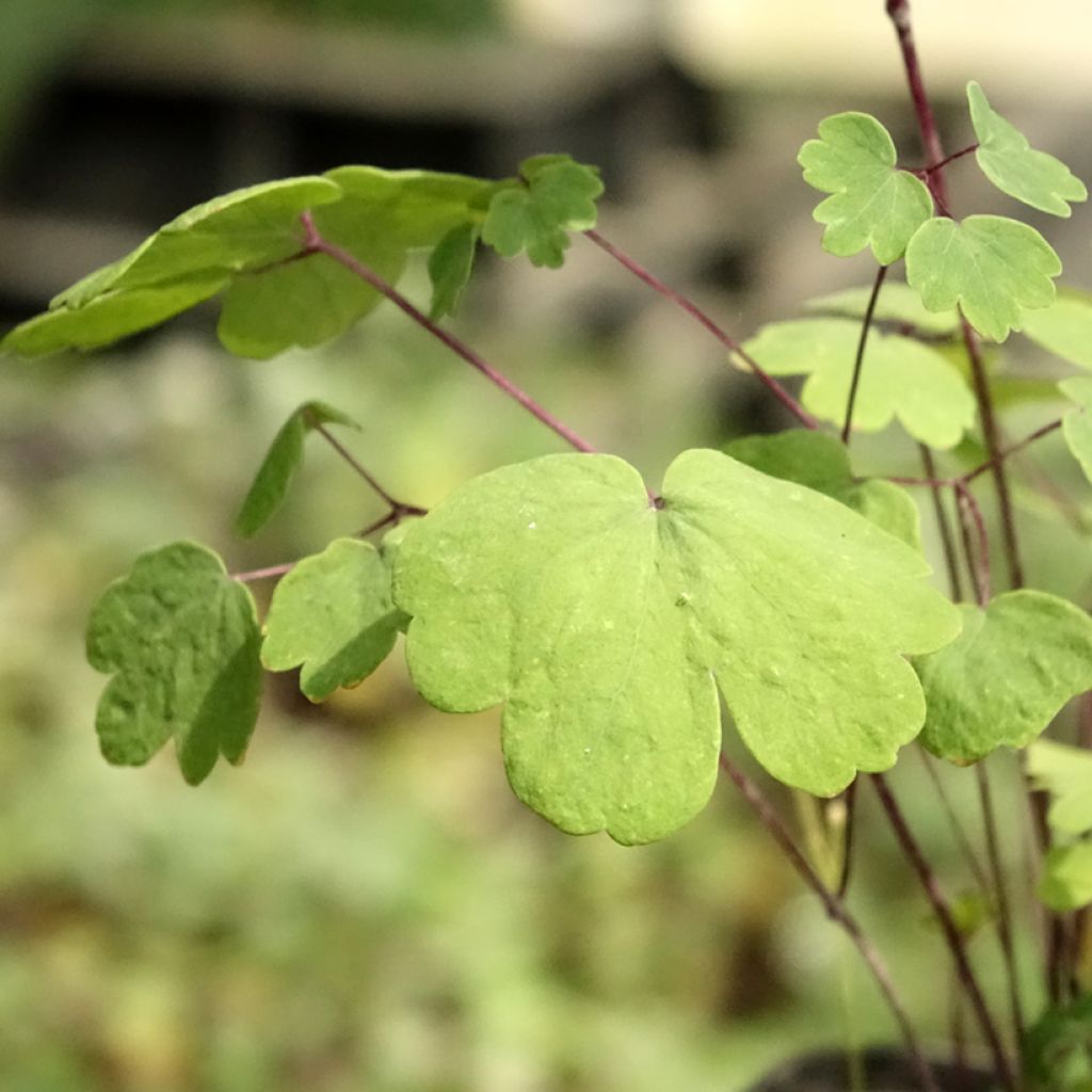 Thalictrum Purplelicious