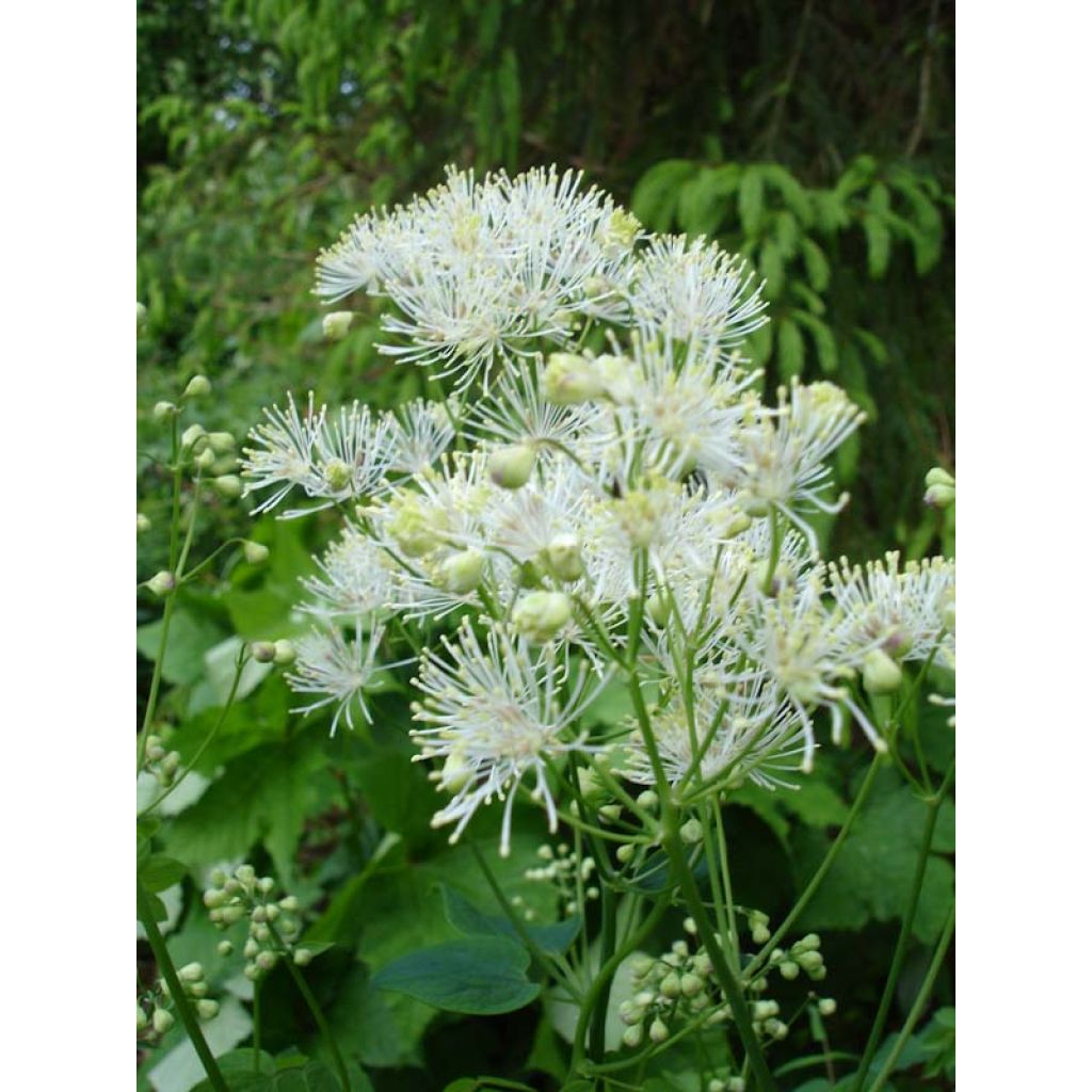 Thalictrum aquilegifolium Album - Pigamon