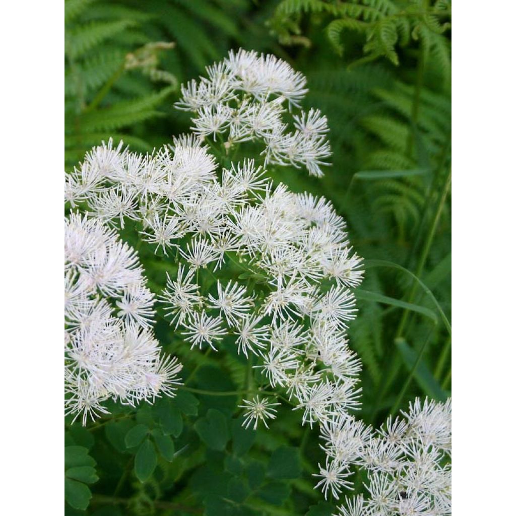 Thalictrum aquilegifolium Album - Pigamon