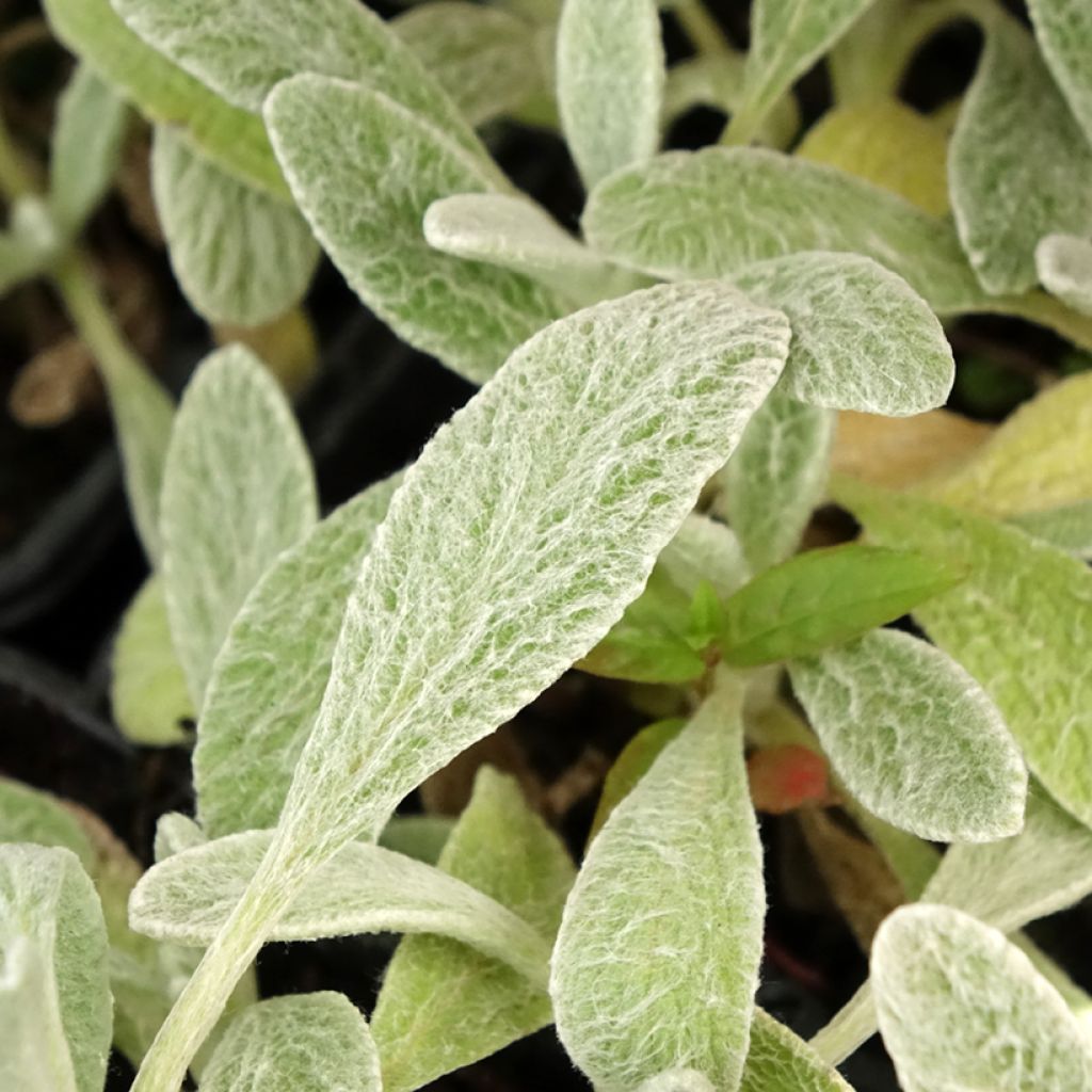 Sideritis syriaca biológico