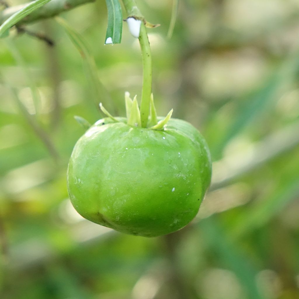 Thevetia peruviana - Thévétia du Pérou ou Laurier jaune