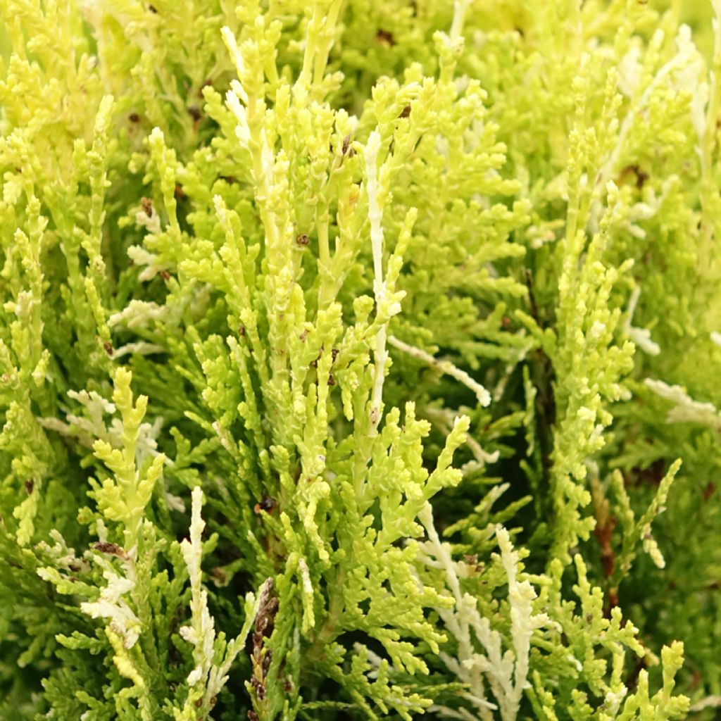 Thuja orientalis Fleck - Tuia-ocidental