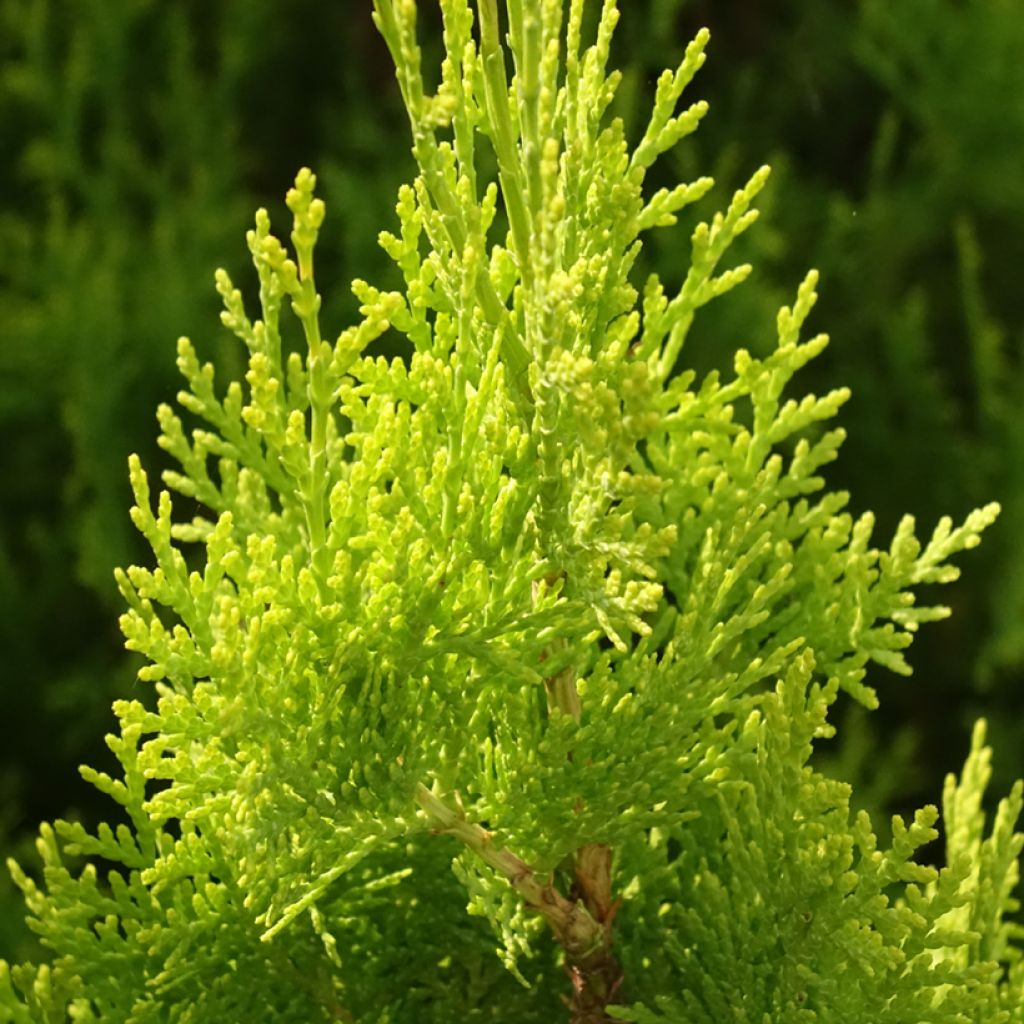 Thuja orientalis Pyramidalis Aurea - Westerse levensboom