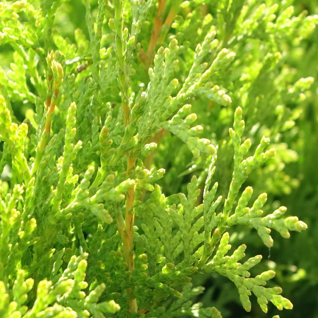 Thuja occidentalis King of Brabant - Tuia-ocidental