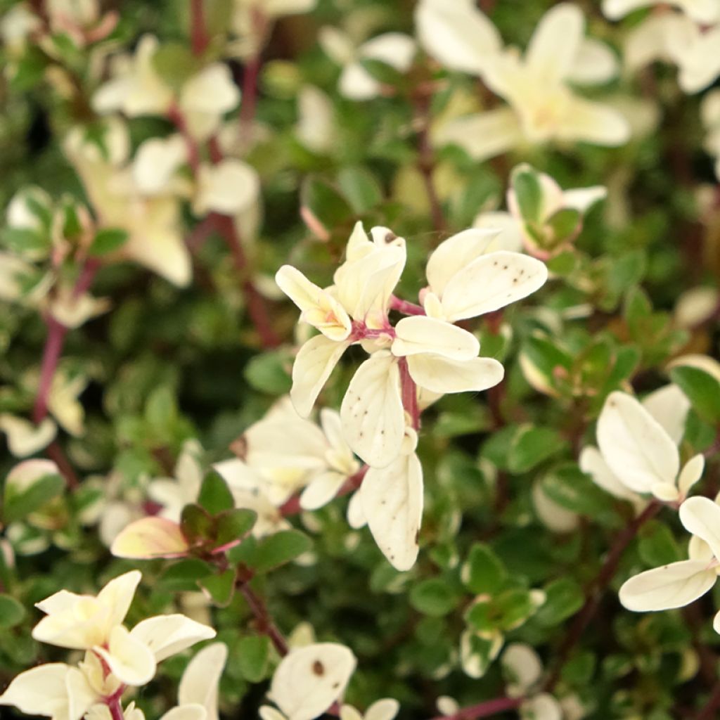 Tomilho-poejo Foxley