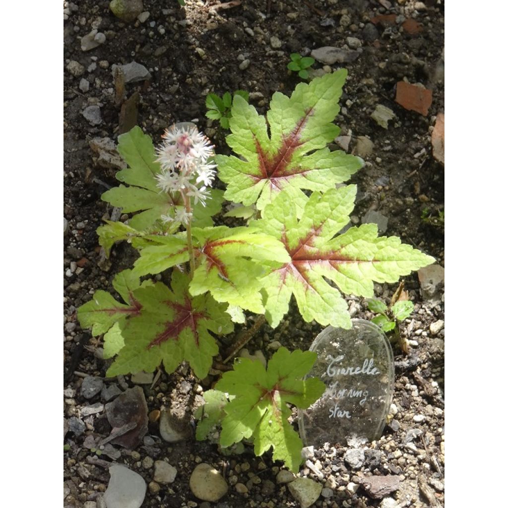 Tiarelle - Tiarella Morning Star
