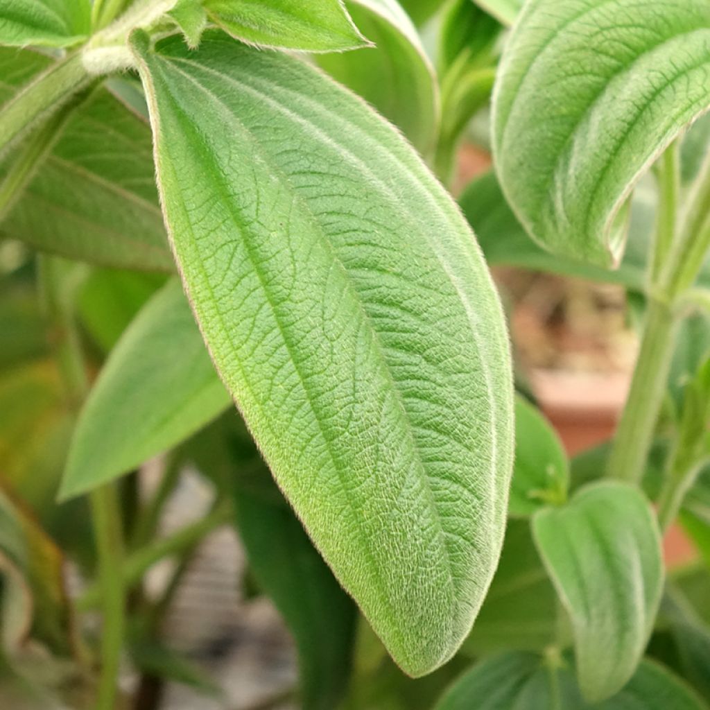 Tibouchina urvilleana
