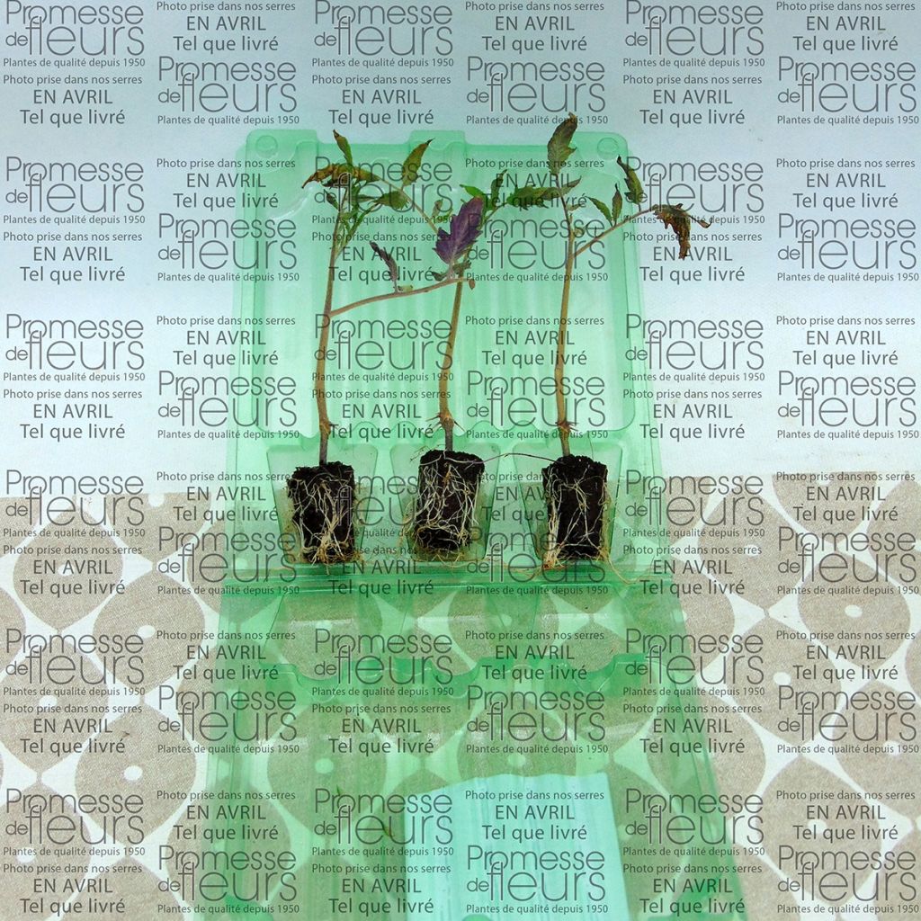 Tomate Cornabel F1 en plants GREFFES - Cornue des Andes hybride