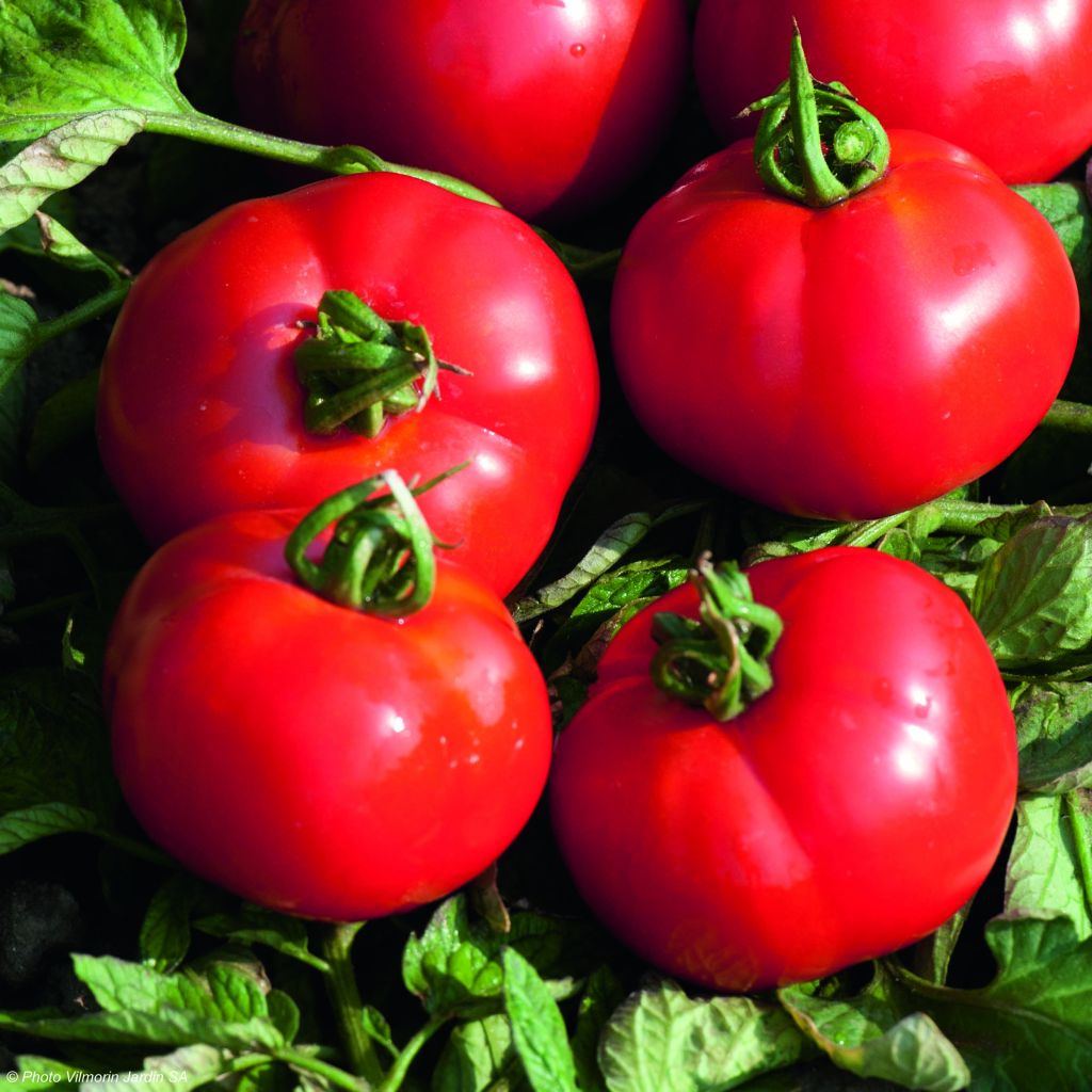 Tomate Fournaise F1