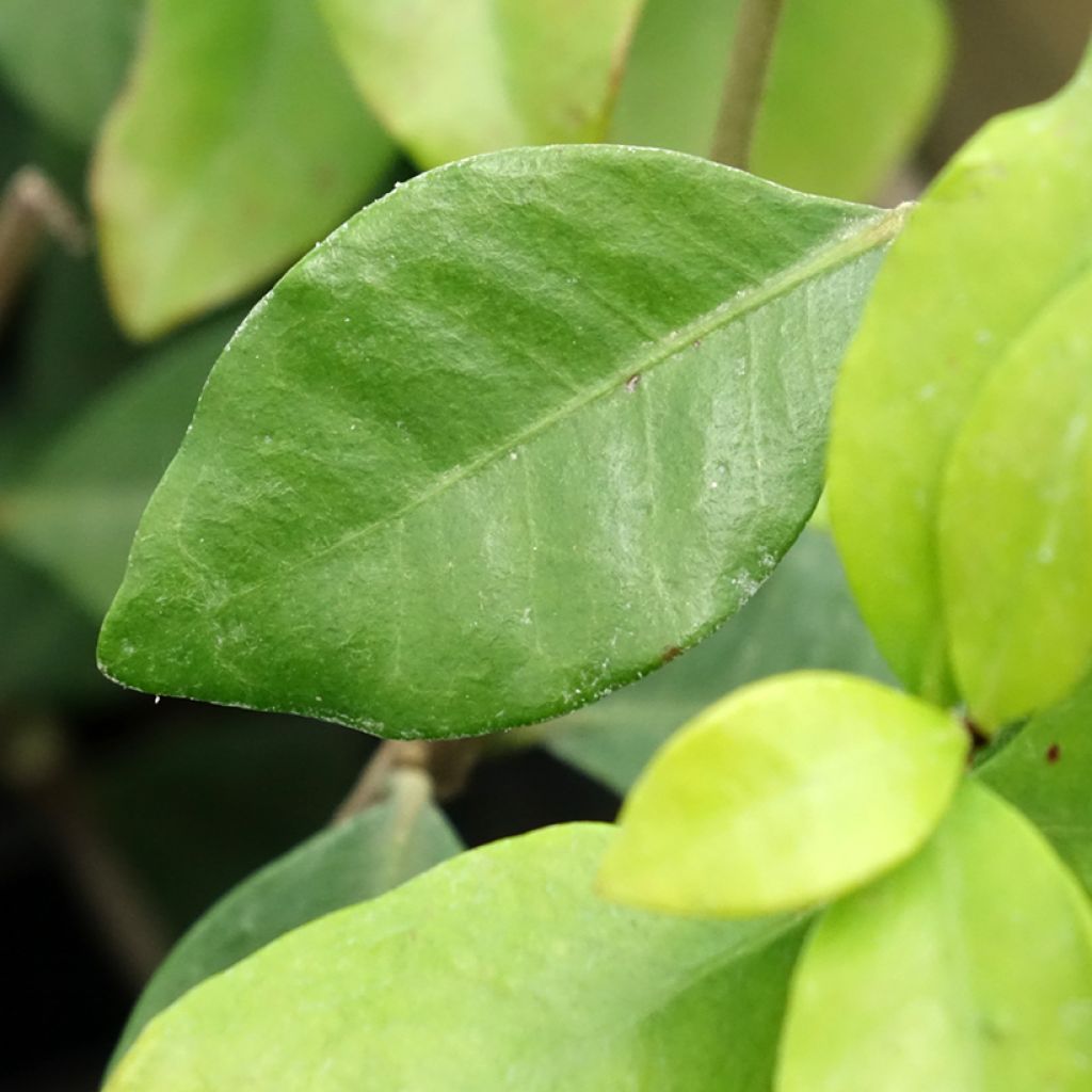 Trachelospermum asiaticum Chili & Vanilla - Jasmim falso amarelo