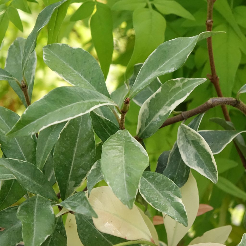 Trachelospermum asiaticum Star of Milano - Jasmim-falso amarelo  (Jasmim  estrelado)