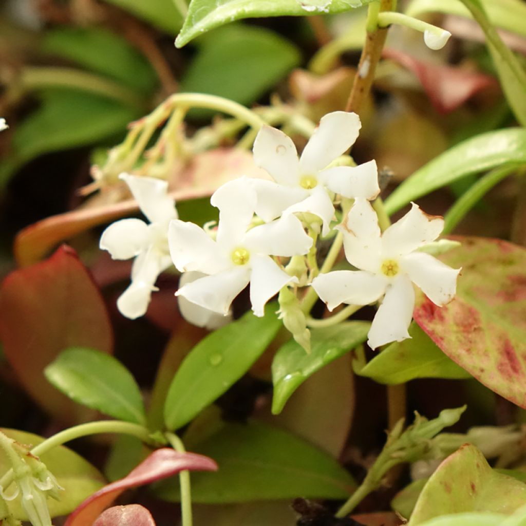 Trachelospermum jasminoides Winter Ruby - Jasmim de leite