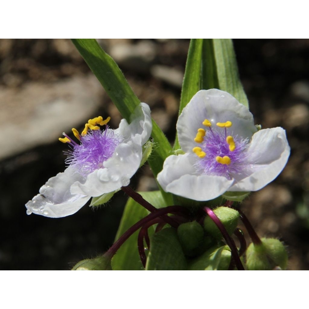 Ephémère de Virginie - Tradescantia andersoniana Osprey