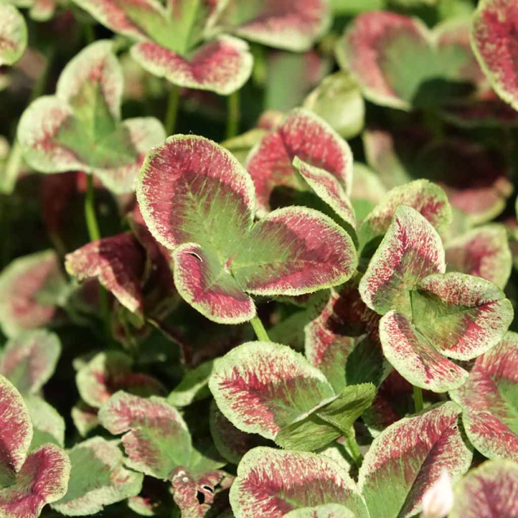 Trifolium repens Estelle