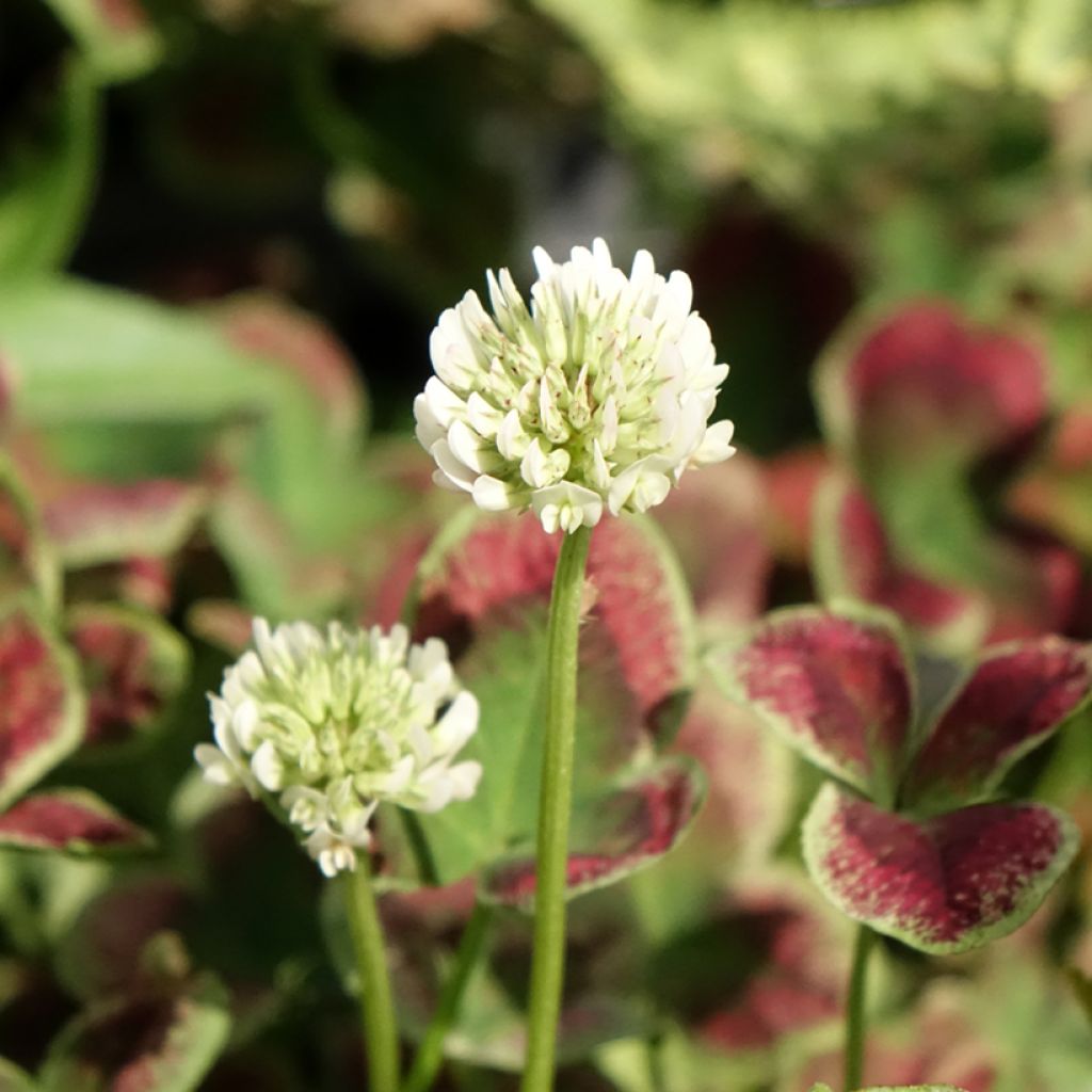 Trifolium repens Estelle
