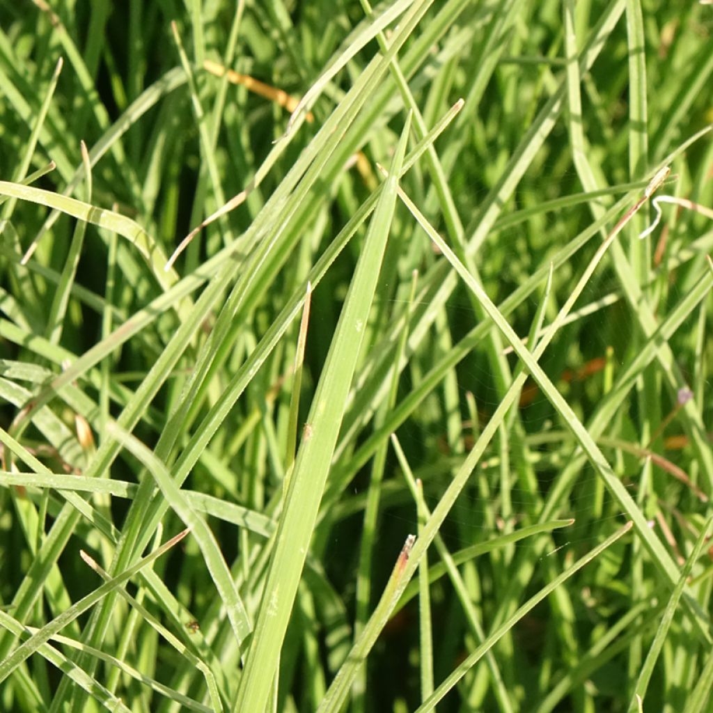 Kniphofia Papaya Popsicle