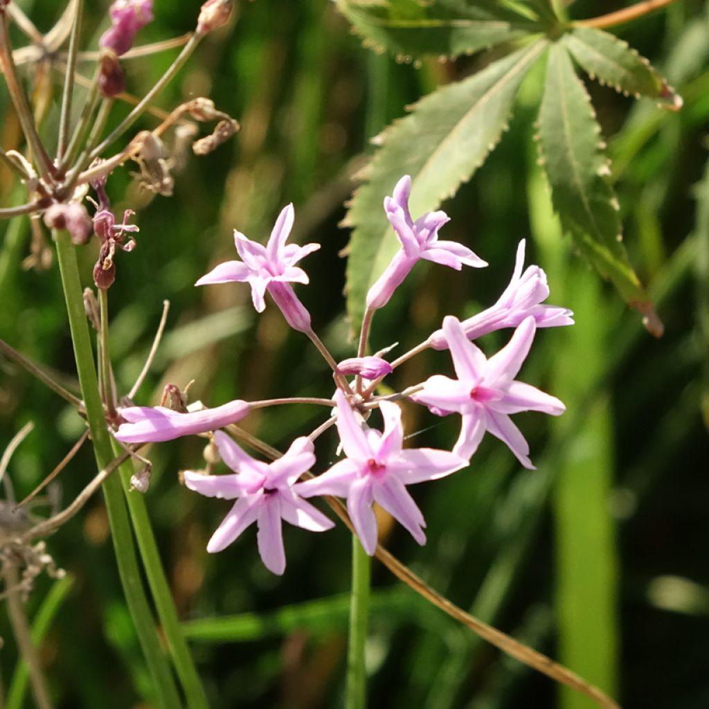 Alho-social Dark Star - Tulbaghia violacea