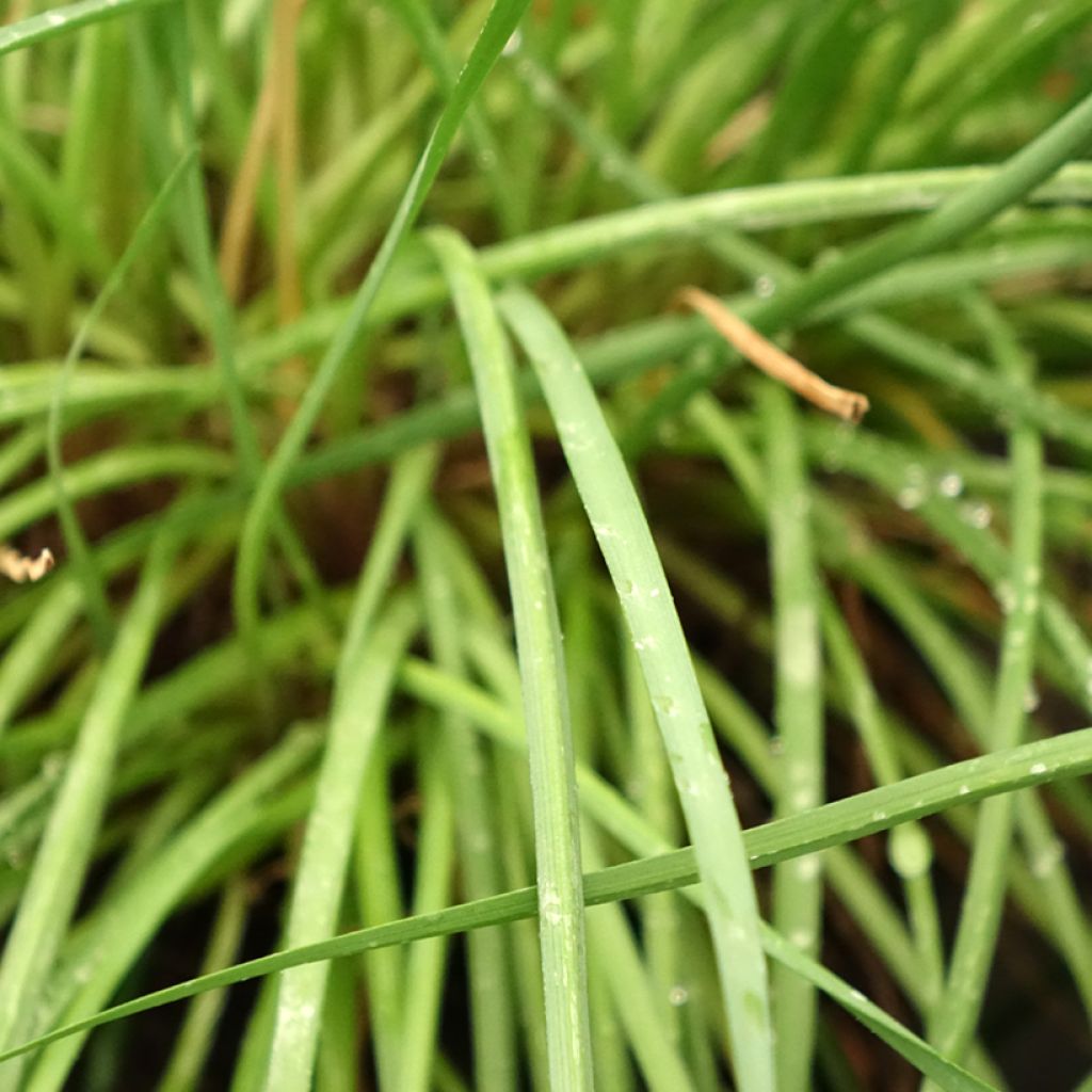 Tulbaghia Fairy Star