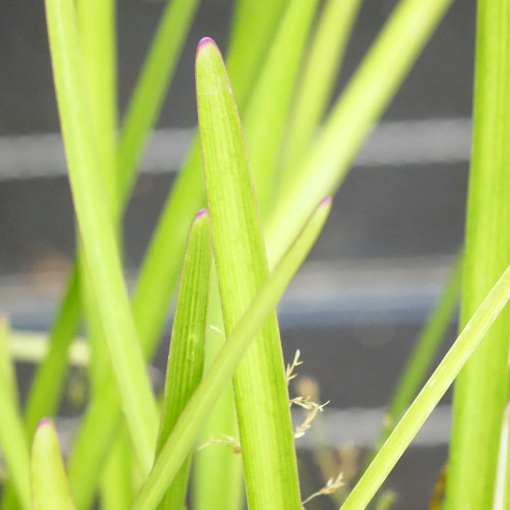 Alho-social Flamingo - Tulbaghia violacea