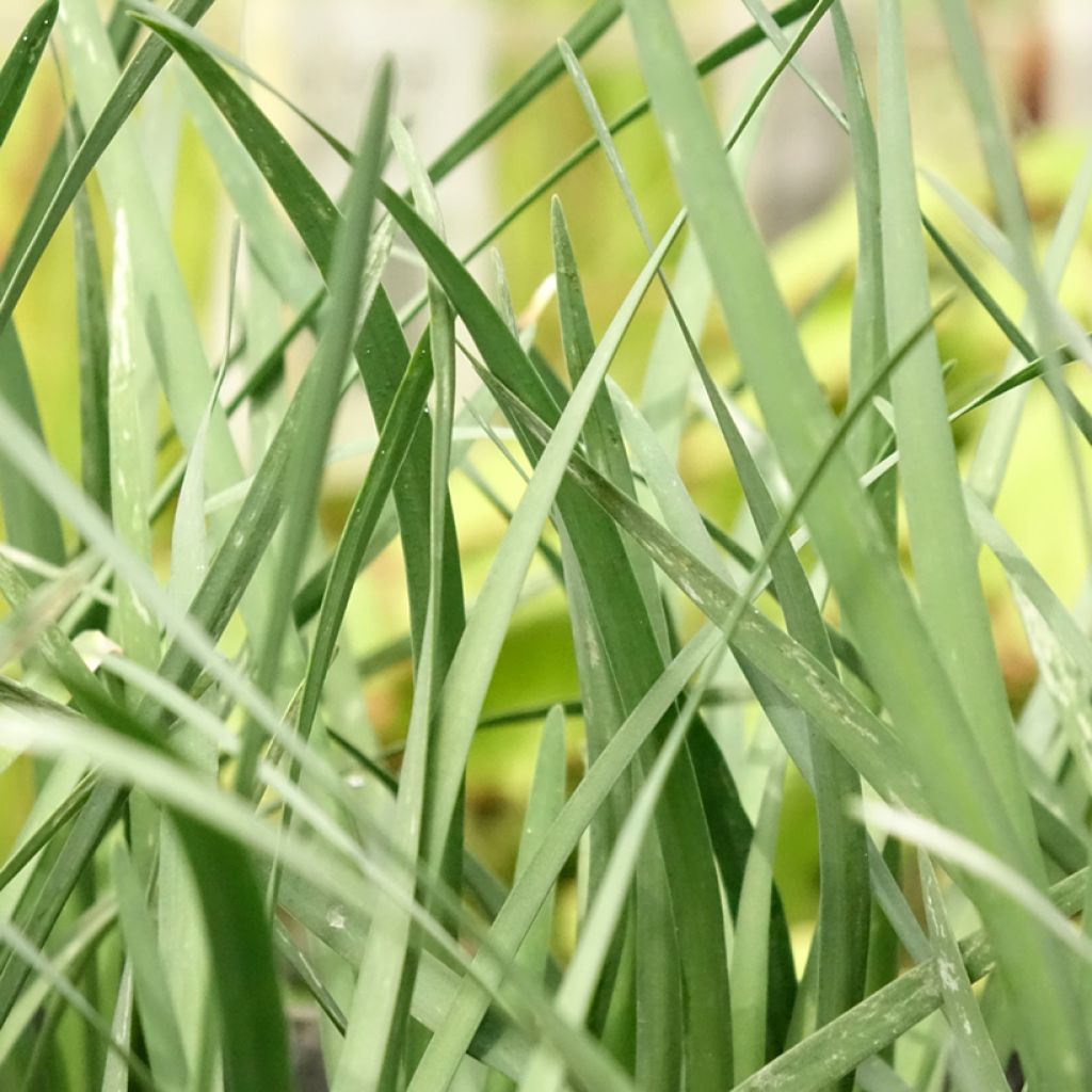 Alho-social Pearl - Tulbaghia violacea