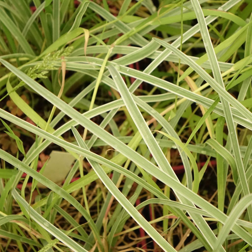 Alho-social Silver Lace - Tulbaghia violacea