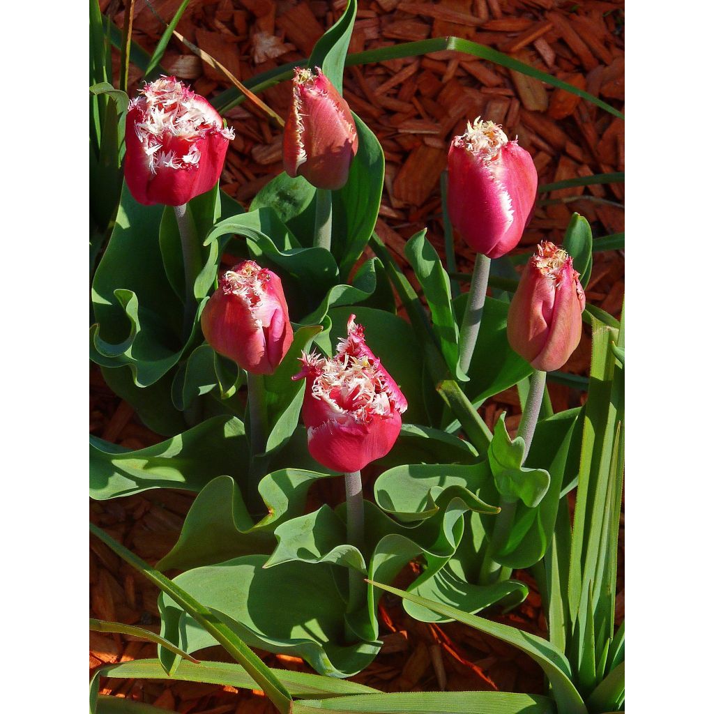 Tulipe dentelée New Santa