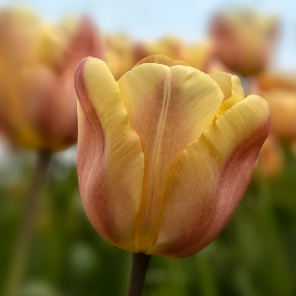 Tulipa Triunfo Apricot Foxx