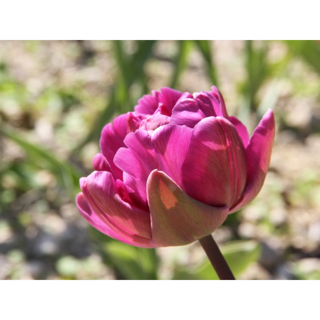 Tulipe double tardive Diamant Bleu (Blue Diamond)
