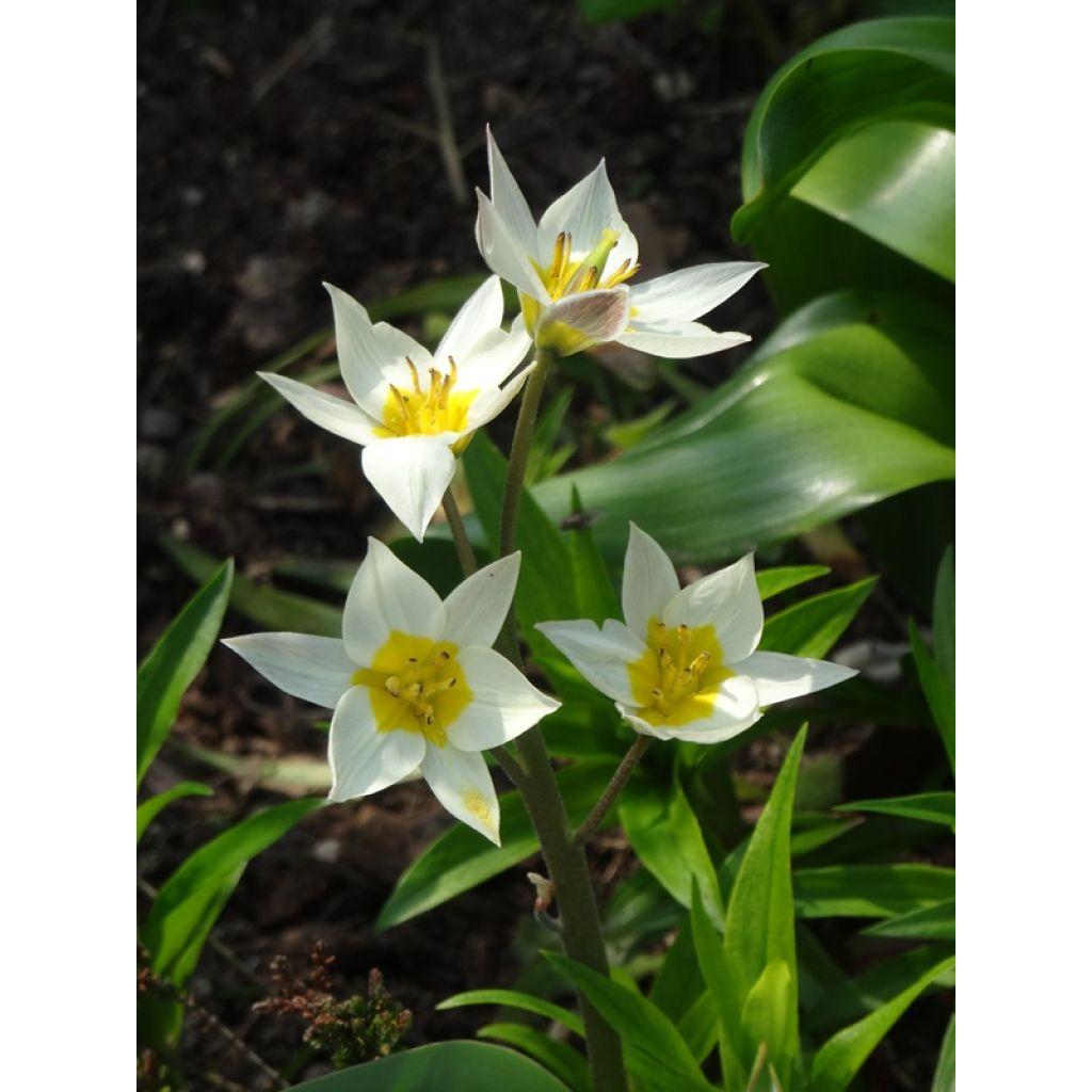 Tulipe botanique turkestanica