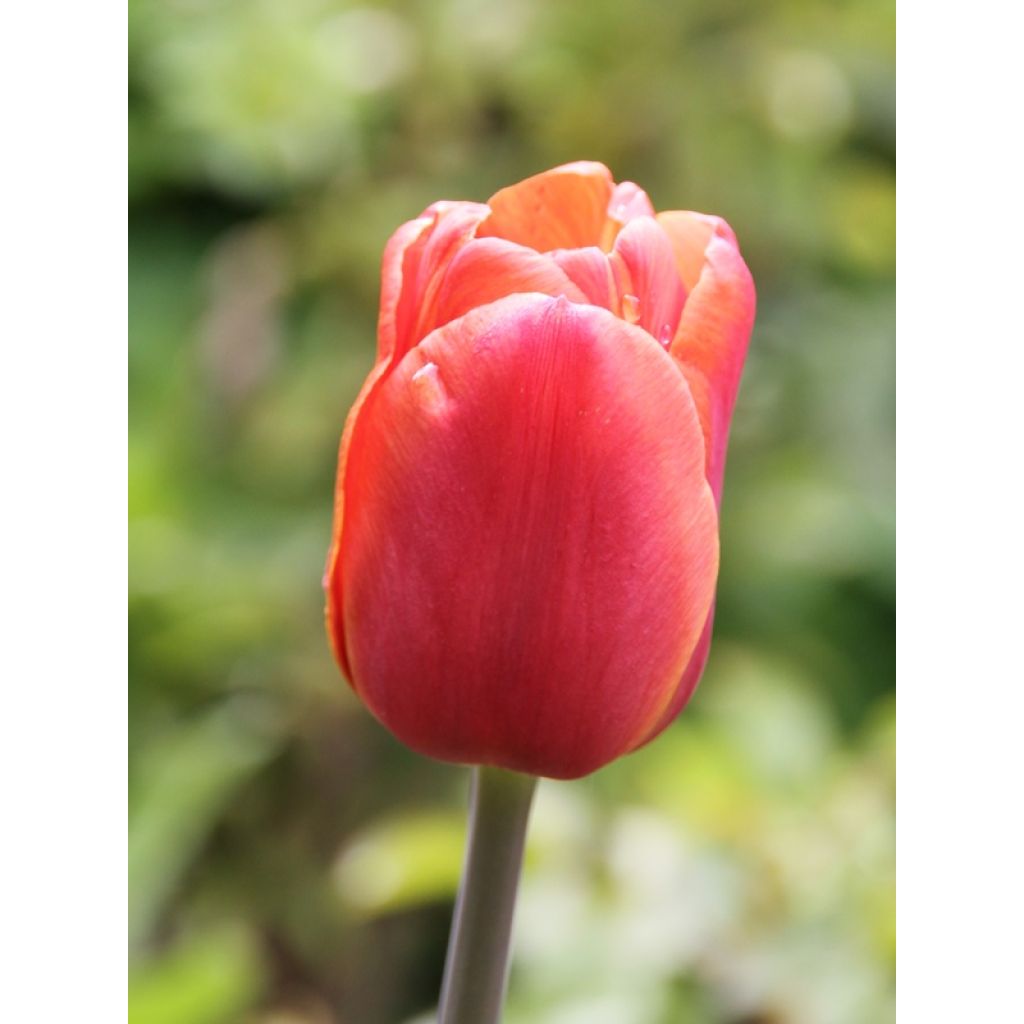 Tulipe Triomphe Brown Sugar