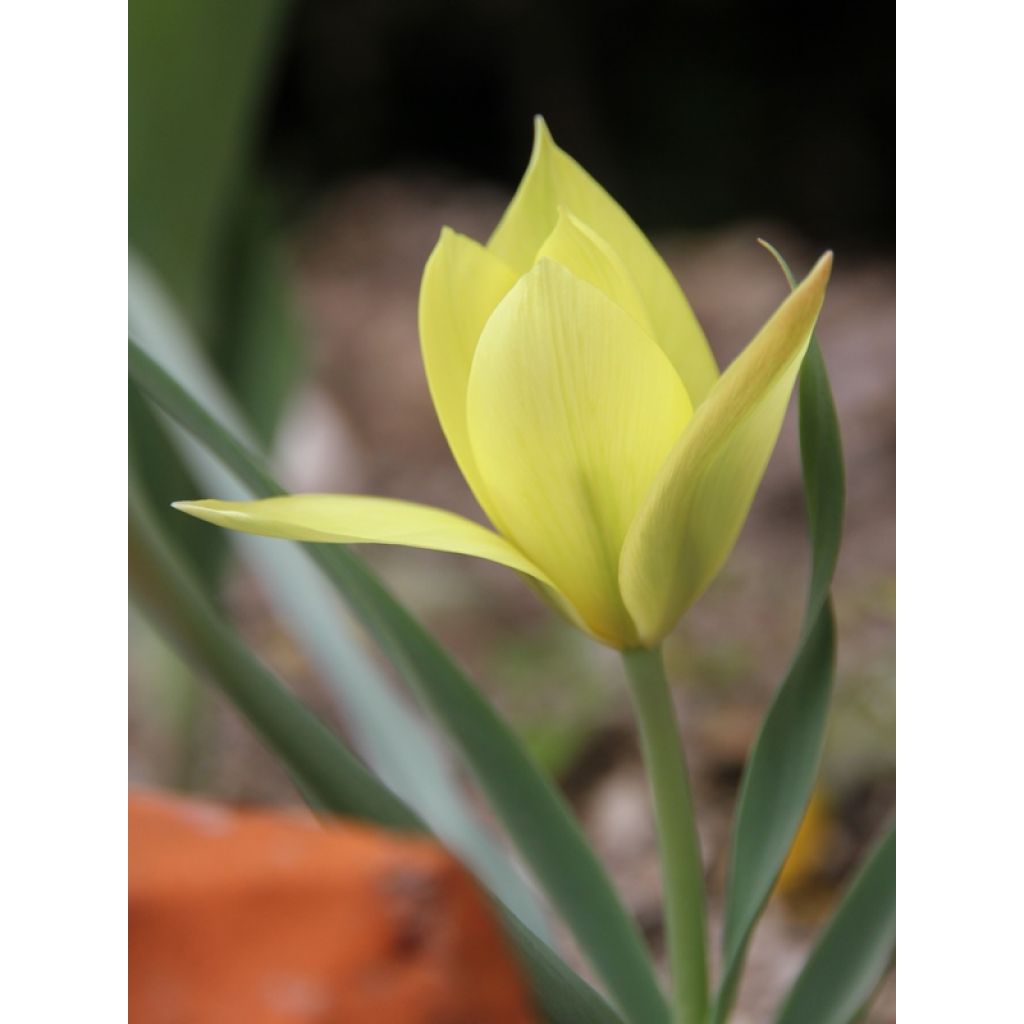 Tulipe botanique clusiana Honky Tonk