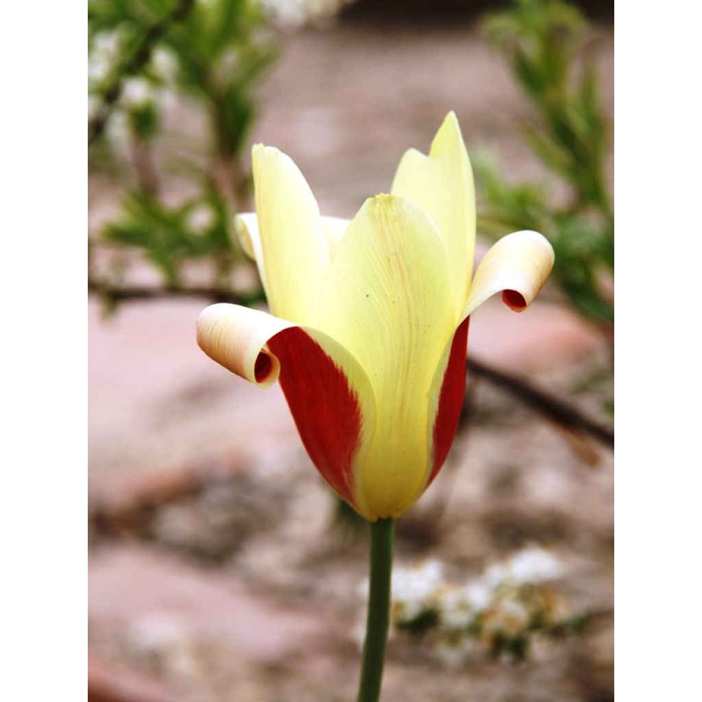 Tulipe botanique clusiana Cynthia