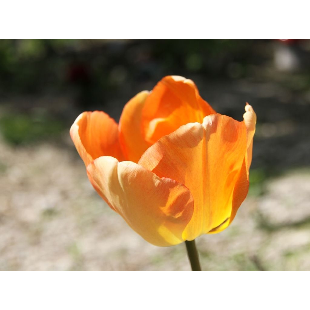Tulipe Darwin Daydream