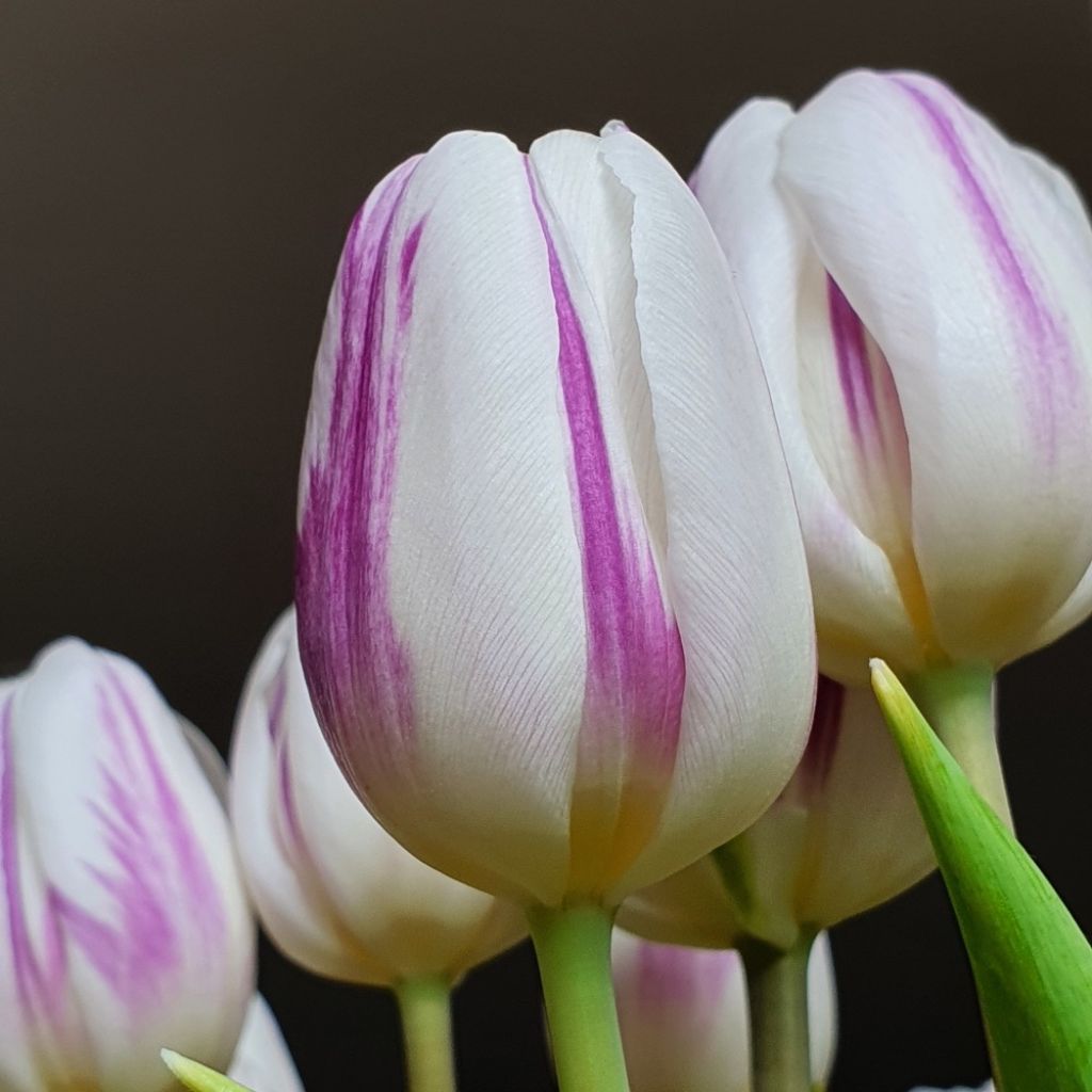 Tulipa Triunfo Flaming Flag