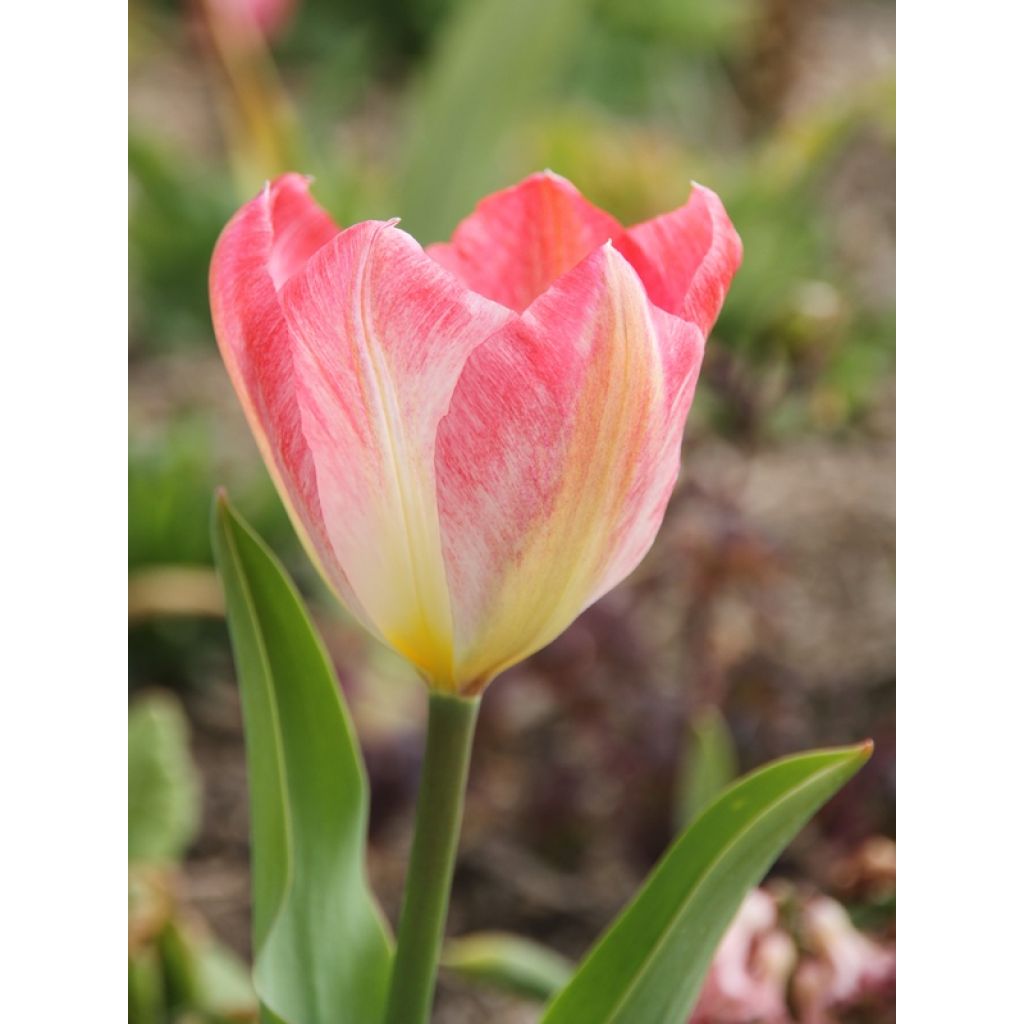 Tulipe fosteriana Flaming Purissima