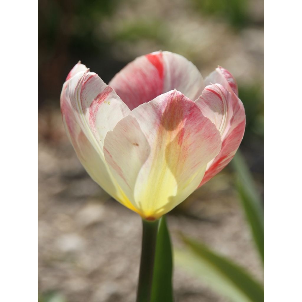 Tulipe fosteriana Flaming Purissima