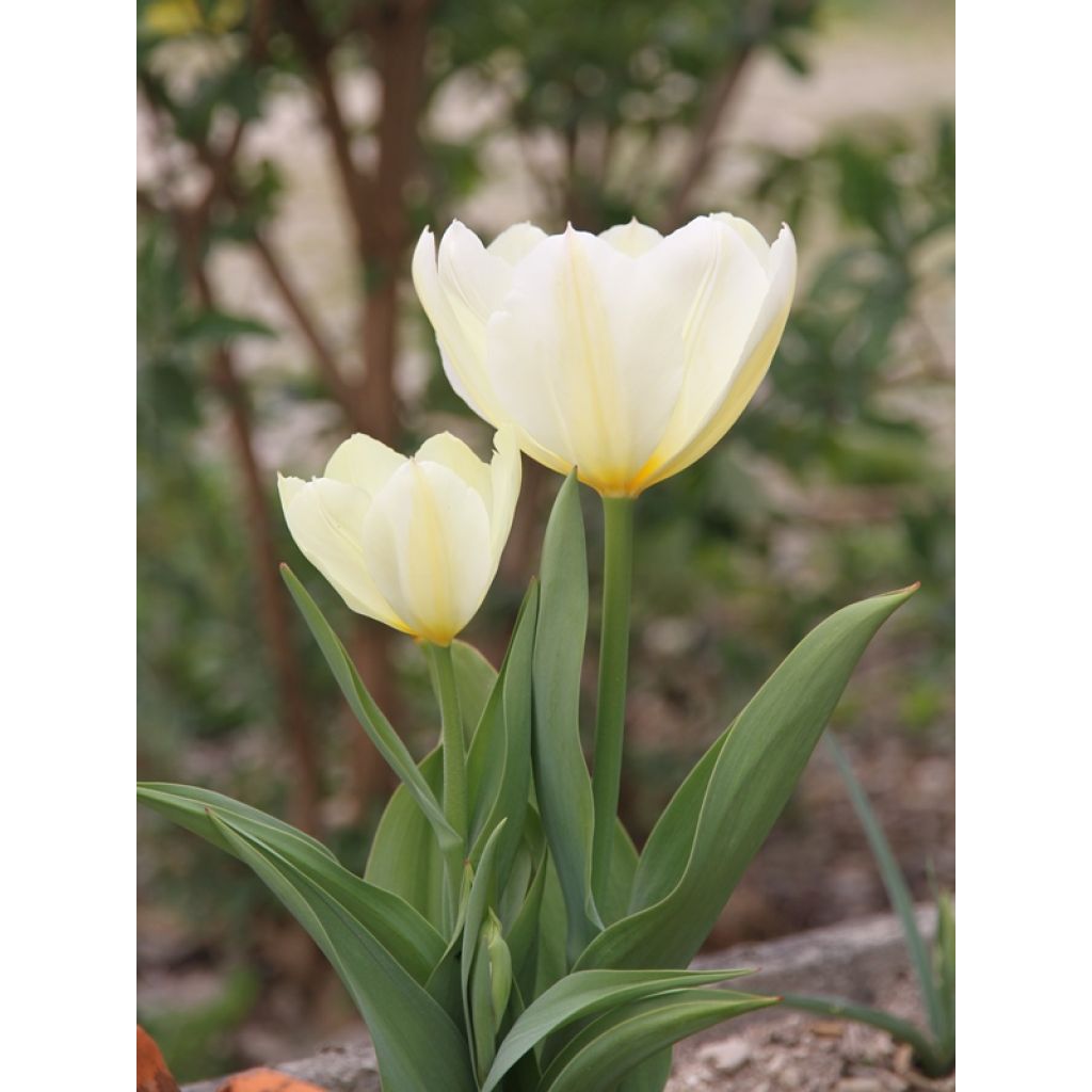 Tulipe fosteriana Purissima