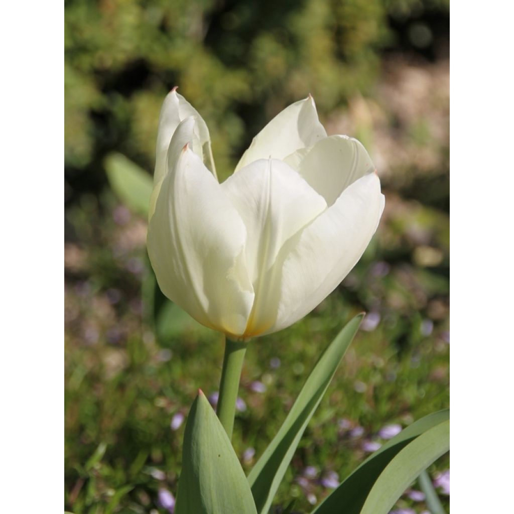 Tulipe fosteriana Purissima