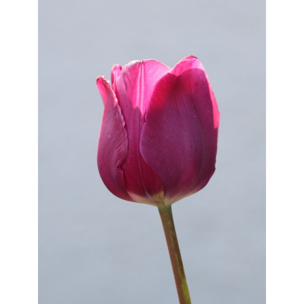 Tulipe Triomphe Passionale